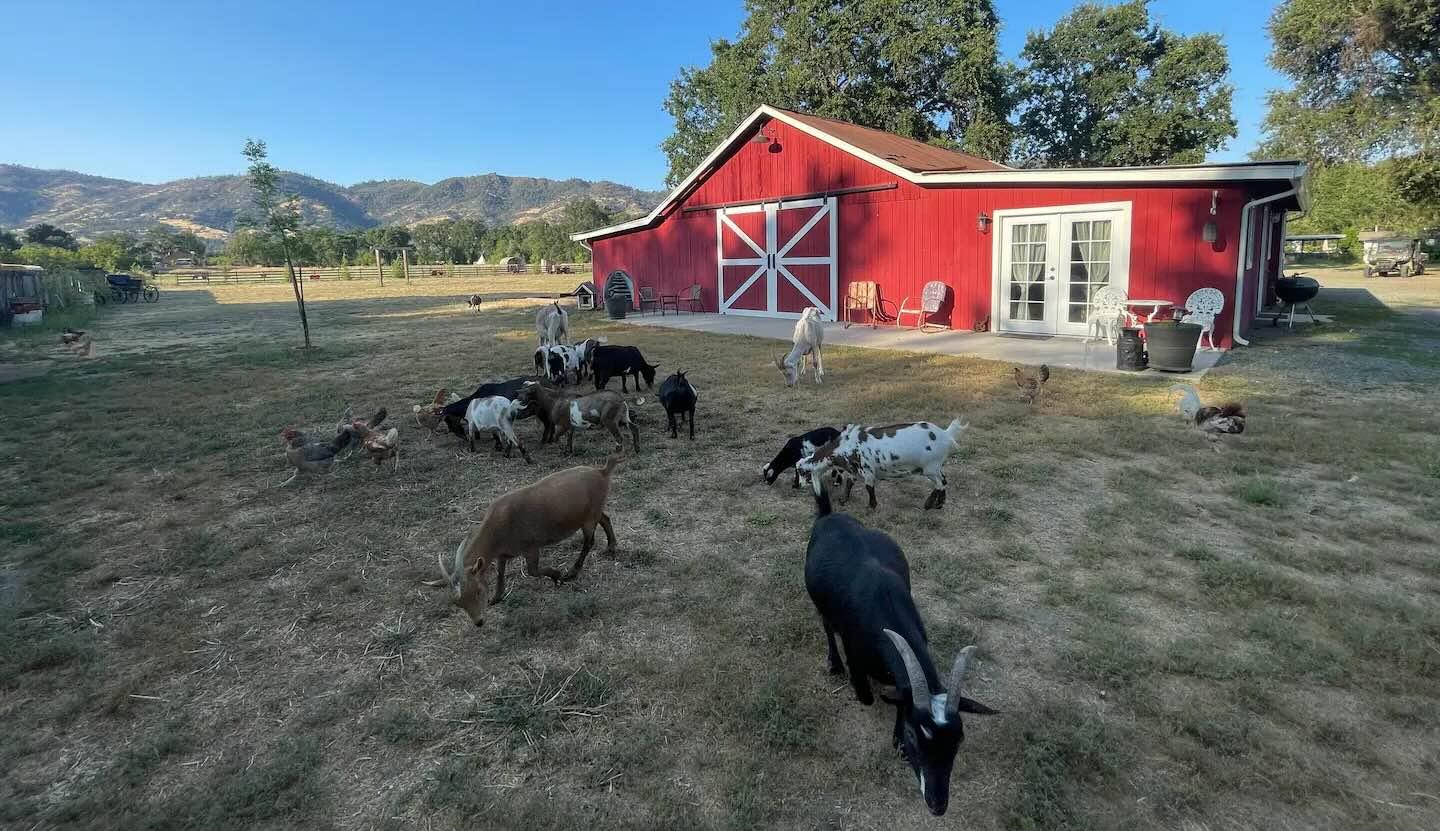 animalExperienceName