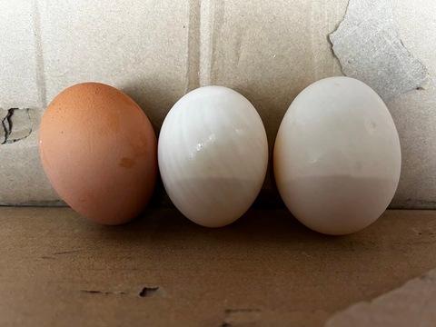 Duck Eggs
