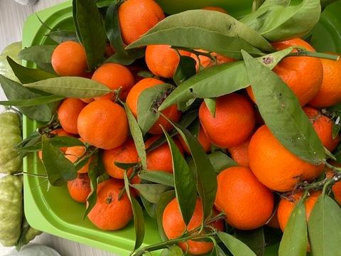 Tangerines