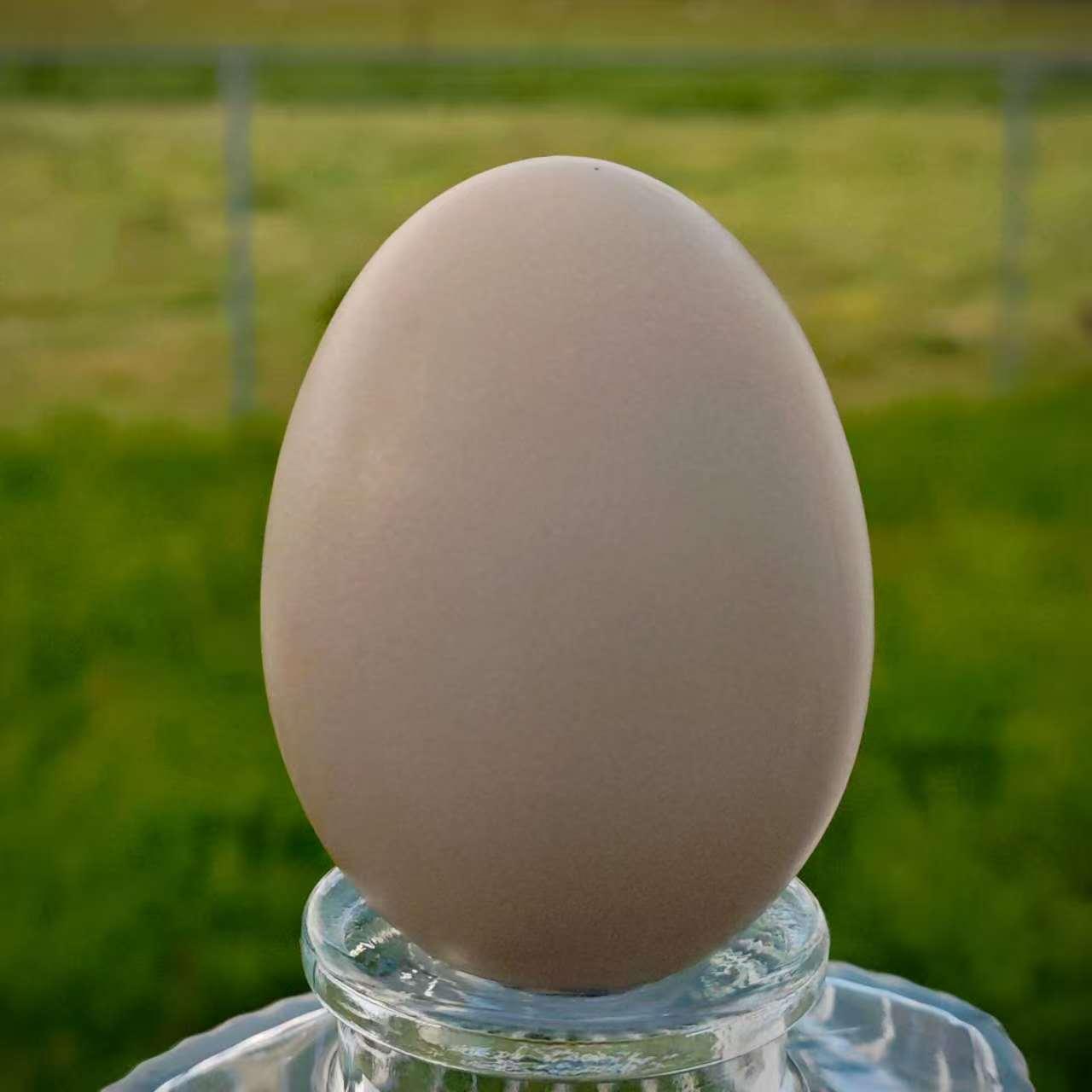 Nimbus's egg