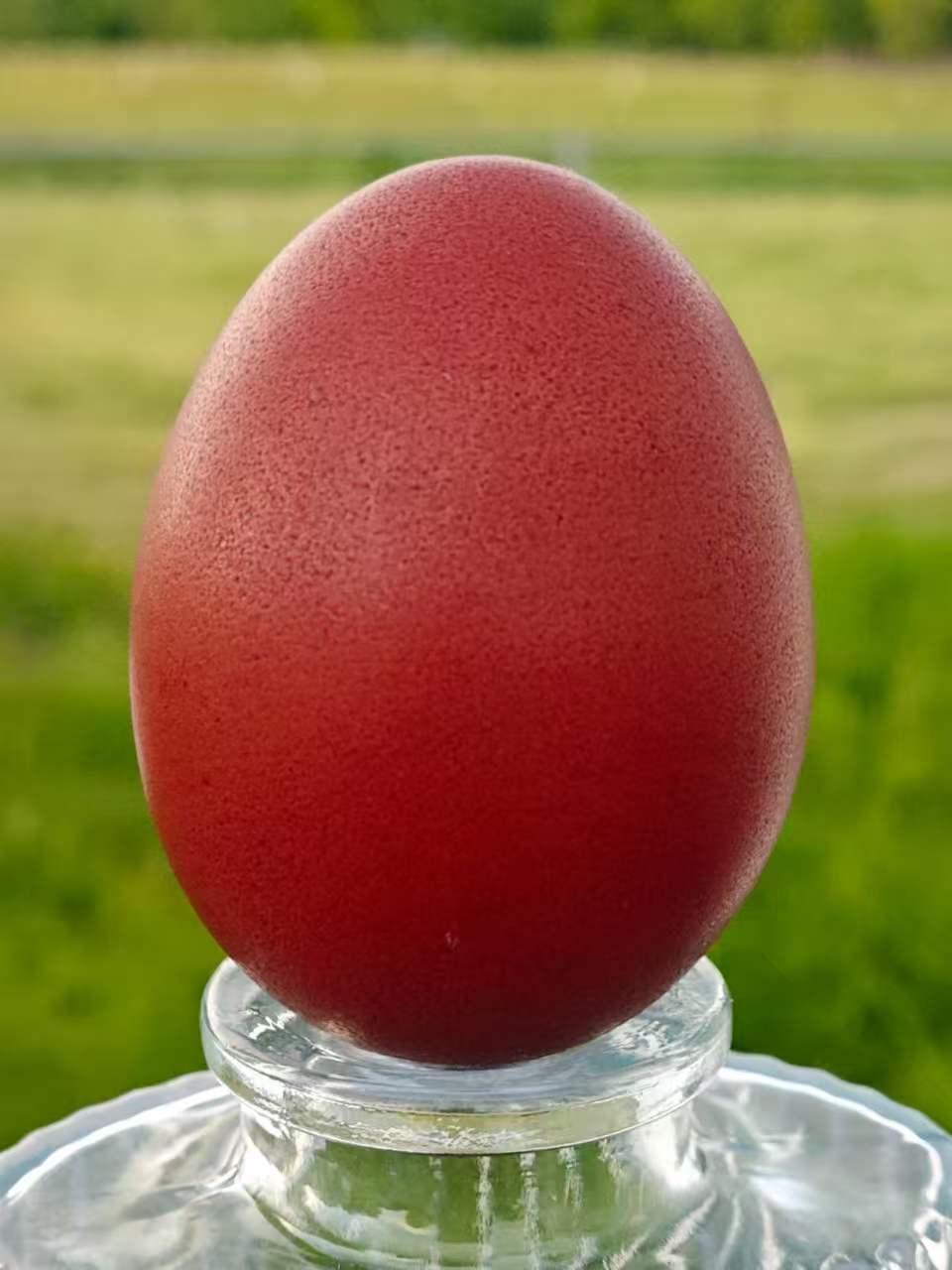 Sienna's egg