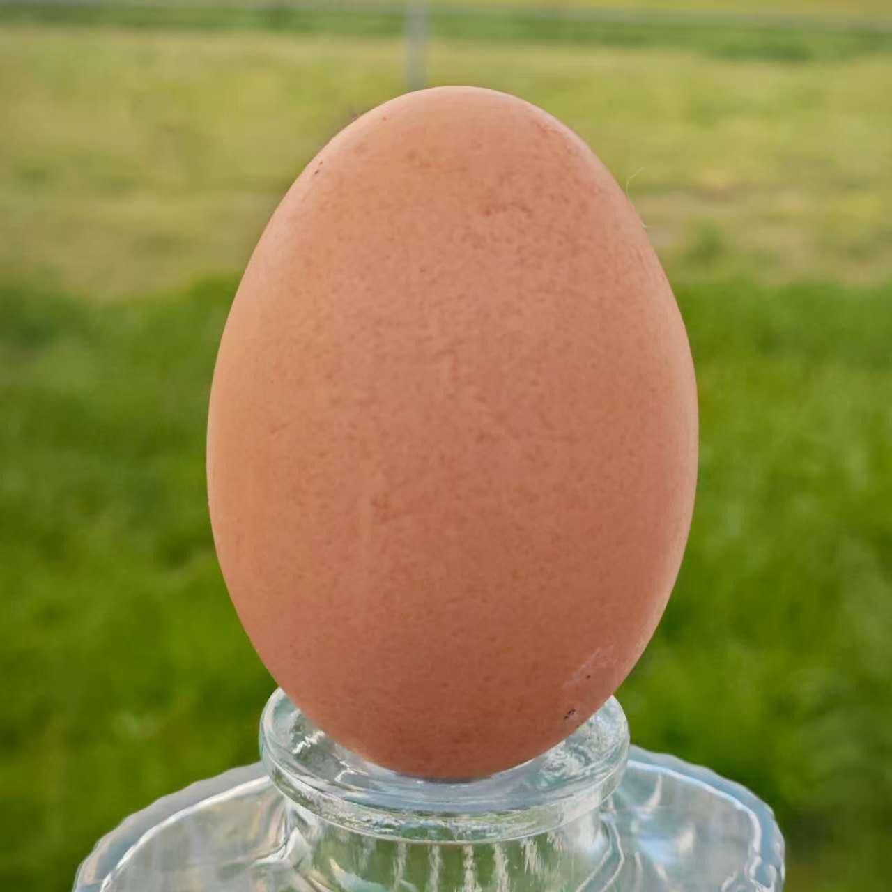 Sterling's egg