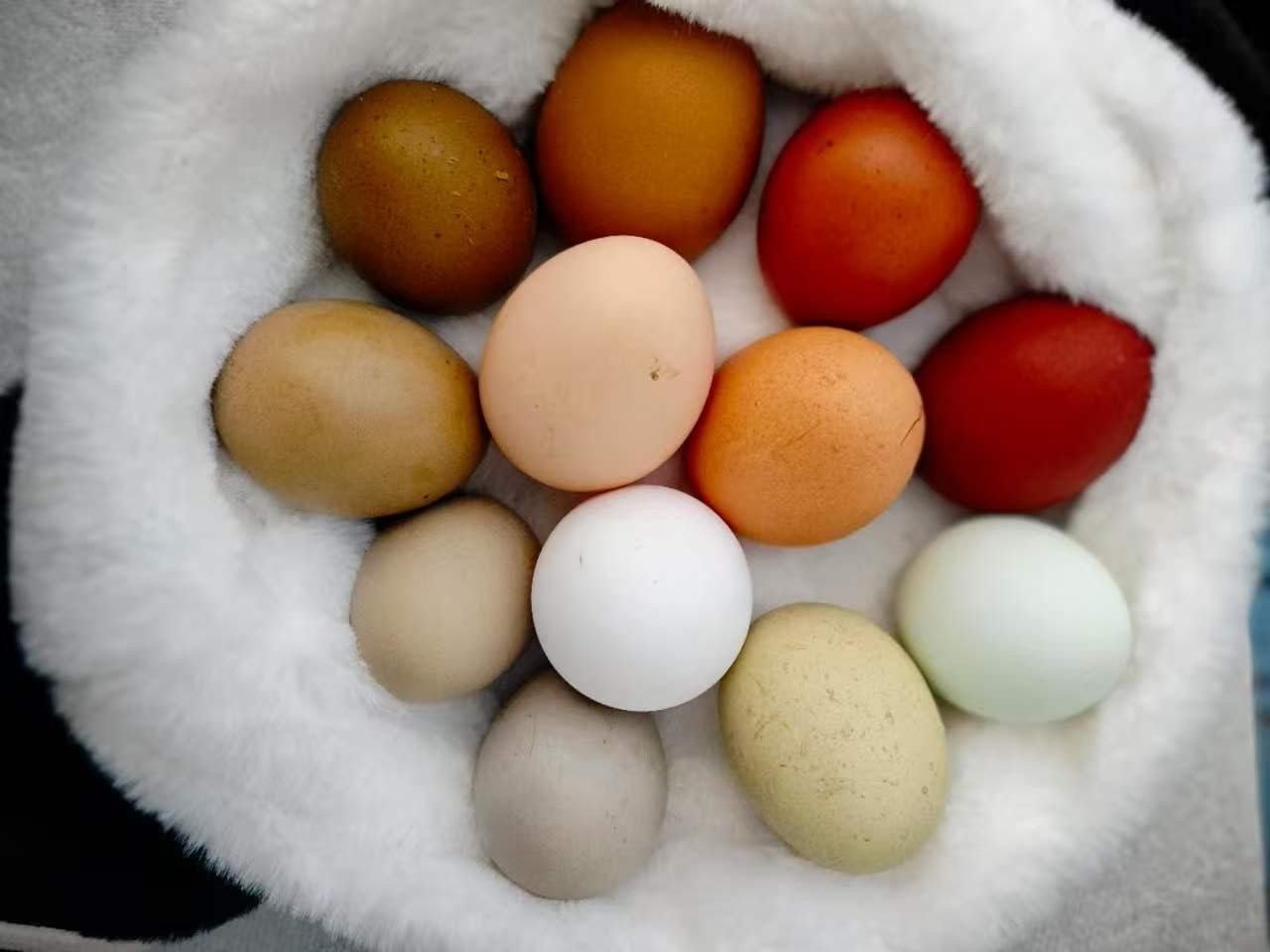 A basket of rainbow eggs from our heritage flock